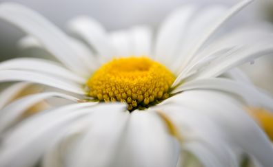 Petals, flower, close up, daisy
