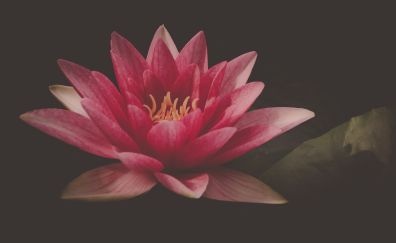 Water lily, pink flower, portrait
