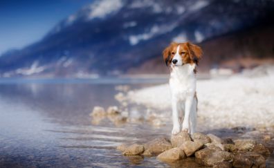 Dog at lake, nature, portrait
