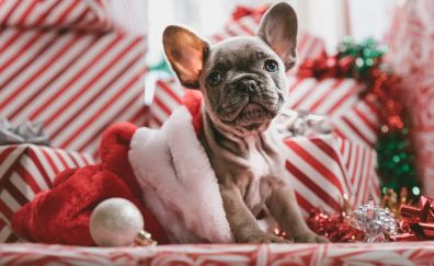 Dog, cute, bulldog, christmas, holiday, 5k