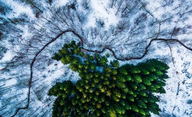 Aerial view, trees, winter
