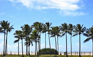 Palm tree, coast, blue sky, 4k