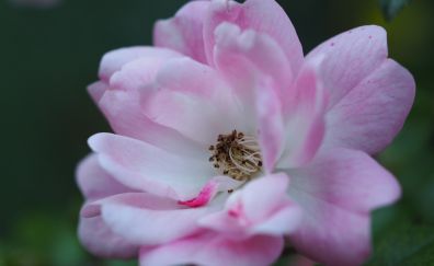 Close up, pink flower, pollen, petals