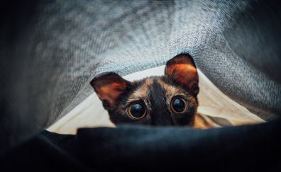 Cute Kitten, muzzle, eyes, hidden, 4k