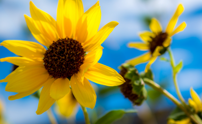 Beautiful sunflower, close up