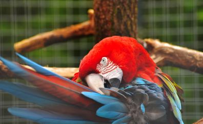 Red blue parrot, macaw, colorful bird
