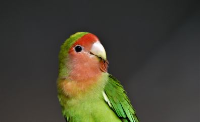 Beautiful, green parrot, pet, bird