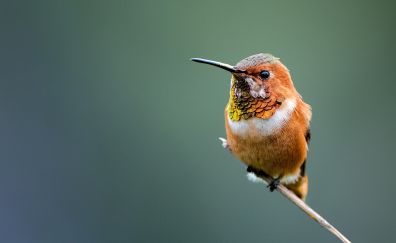 Hummingbird, adorable bird, cute, colorful