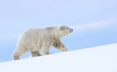 White polar bear, arctic animals