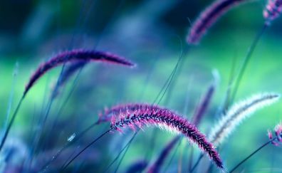 Purple, grass threads, blur, meadow, close up