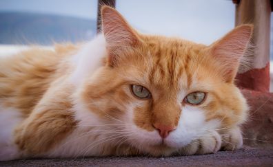 Cute, stare, orange cat, relaxed