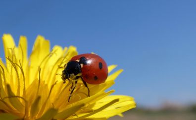 Ladybug, insects, yellow flower, close up