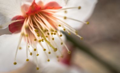 Flower, pollen, close up
