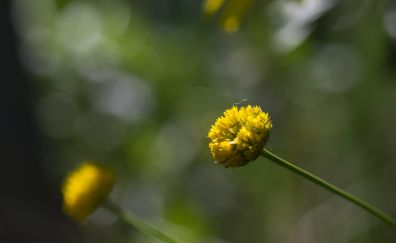 Yellow flower, bud, blur