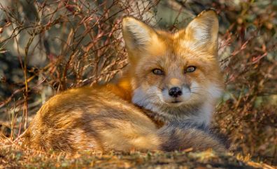 Cute Red Fox animal, sitting