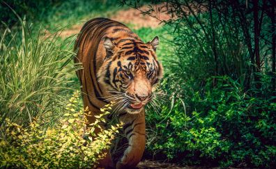 Tiger, predator, meadow, walk, plants