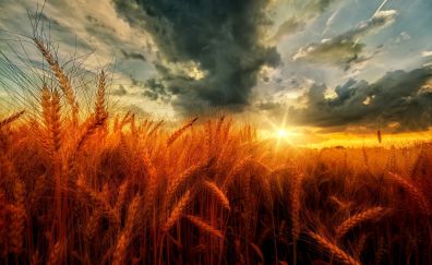 Sunset, golden wheat field
