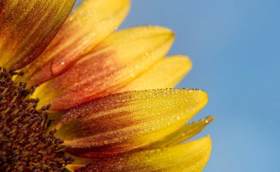 Sunflower art of macro photography
