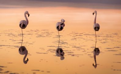 Flamingo birds, reflections