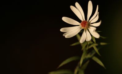 White flower, blossom, blur