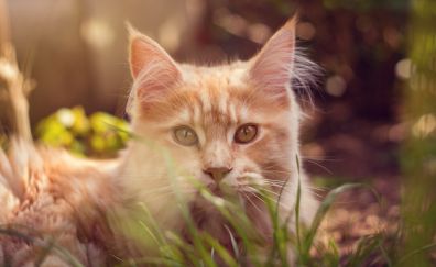 Cat behind grass, orange, cute, bokeh