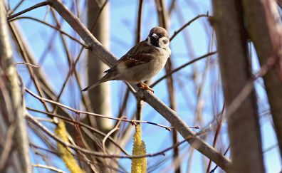 Sparrow bird, small, tree branch