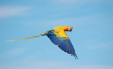 Flying, wings, macaw, colorful parrot, bird