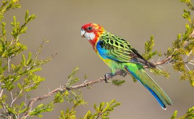 Colorful parrot, bird, sit, tree branch