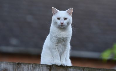 White cat, animal, 4k