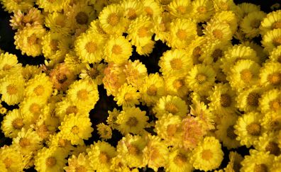 Yellow flowers, 5k
