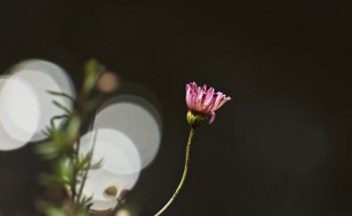 Pink daisy, bokeh, lone flower
