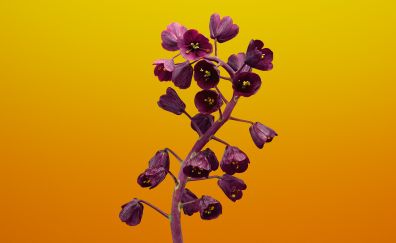 Fritillaria, flower, ios 11, stock