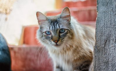 Cat, Feline, blue eyes, stare, animal, 4k
