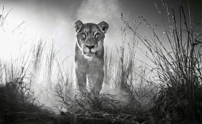 Lioness, predator, confident, walk, monochrome, 4k