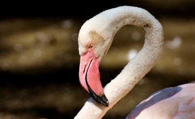 Flamingo, pink beak, bird, muzzle