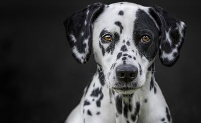 Dalmatian, dog, muzzle