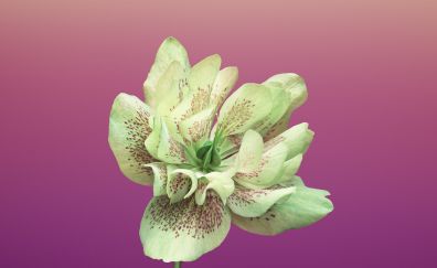 iIos 11, flower, helleborus