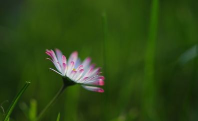 Daisy, grass, bloom, flower