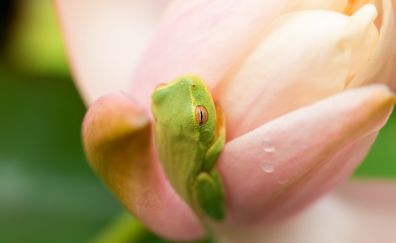 Green frog, animal, flowers
