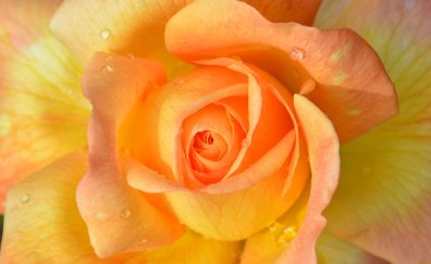 Drops, orange rose, close up, 4k