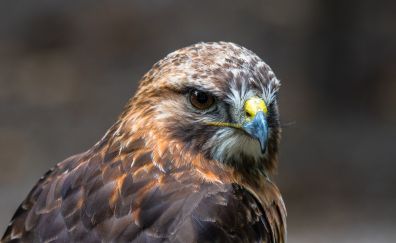 Hawk, bird, predator, muzzle