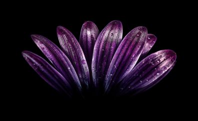 Petals, daisy, light dark purple, daisy, close up, drops, 4k