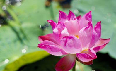 Pink beautiful, flower lotus, blossom, 4k