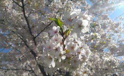 Cherry Blossom, white flowers, tree