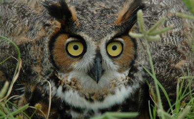 Owl bird face close up