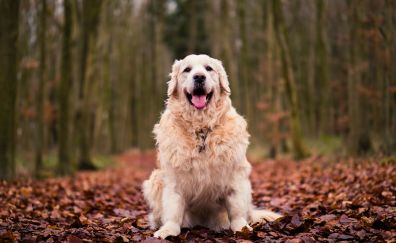 Dog, Golden Retriever, sitting, autumn, foliage, 5k