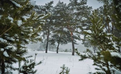 Pine trees, winter, forest, snow
