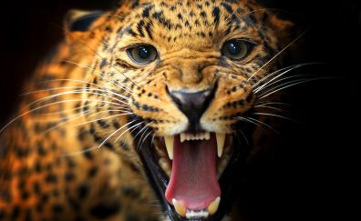 Face of leopard animal