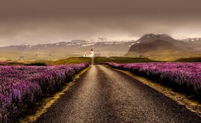 Iceland, lavender farm, road, skyline, landscape