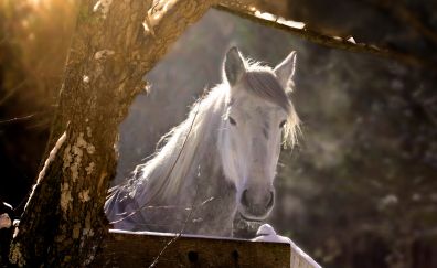 White horse, muzzle, sunlight